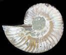 Agatized Ammonite Fossil (Half) #38783-1